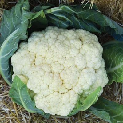 Fulmine F1 - насіння цвітної капусти, 1000 нас., Cora Seeds